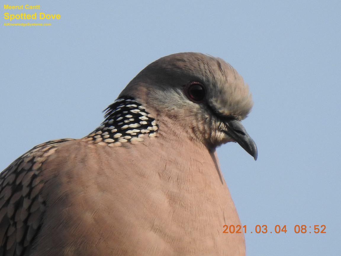 Dove Spotted (80) Coming Soon